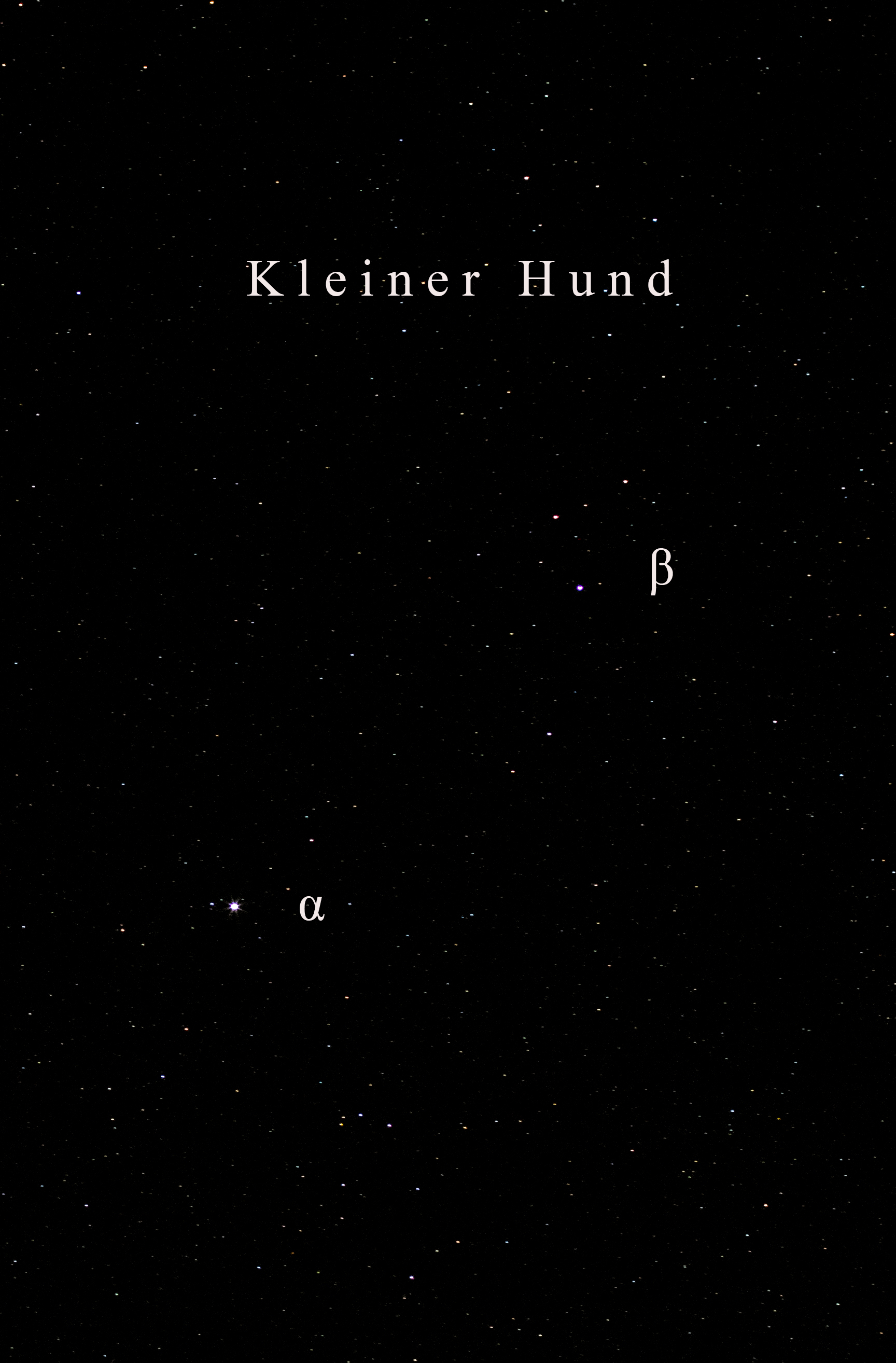 KleinerHund